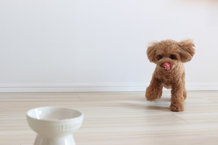ごはんの食器に駆け寄る犬