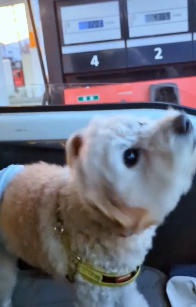 飼い主に近づく犬