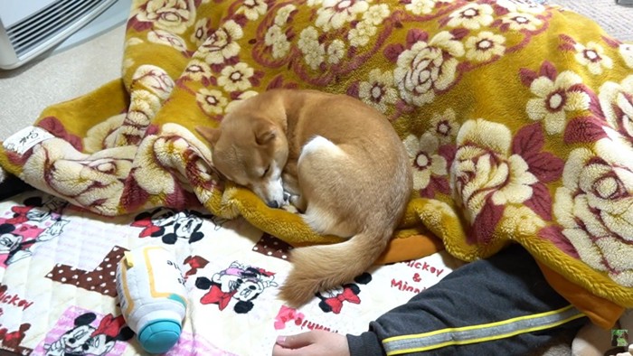 パパさんに寄り添ってすやすや…♡