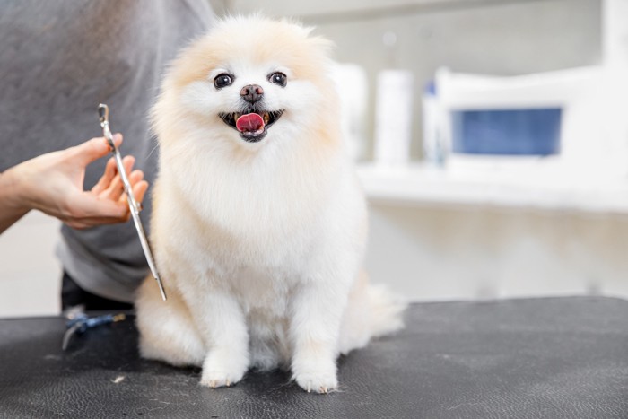 ご機嫌でカットをされている犬