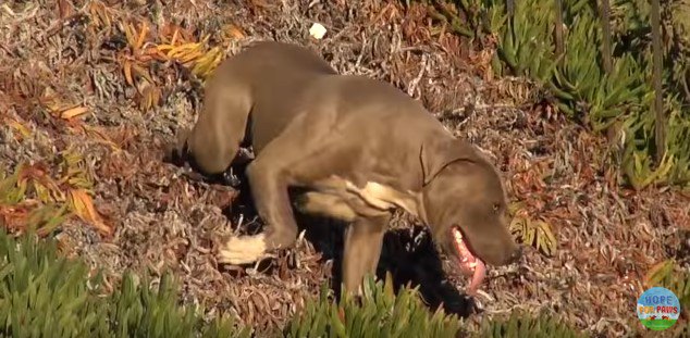 岡の斜面を逃げる犬