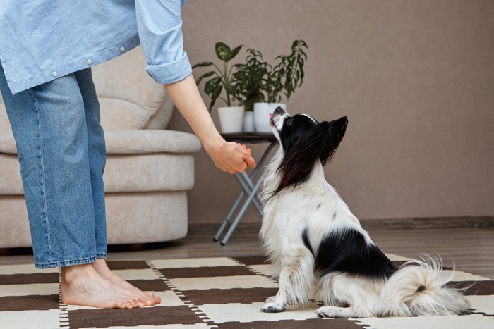 室内で飼い主と向き合ってトレーニングする犬