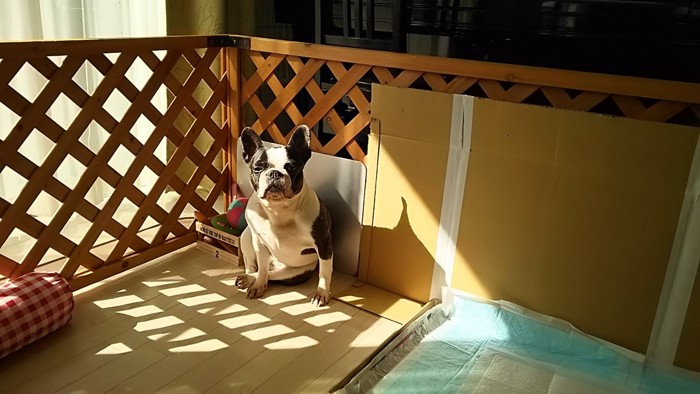 トイレ横で黄昏ている犬