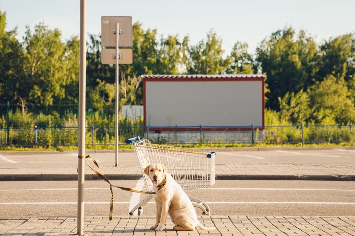 お店のポールにつながれている犬