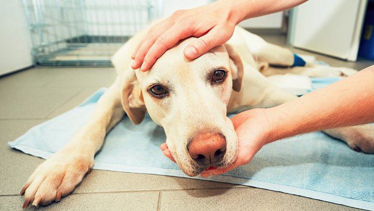 幸せそうな老犬