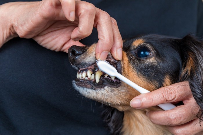 歯磨きさせられる犬