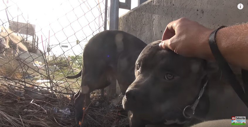 なでられる犬