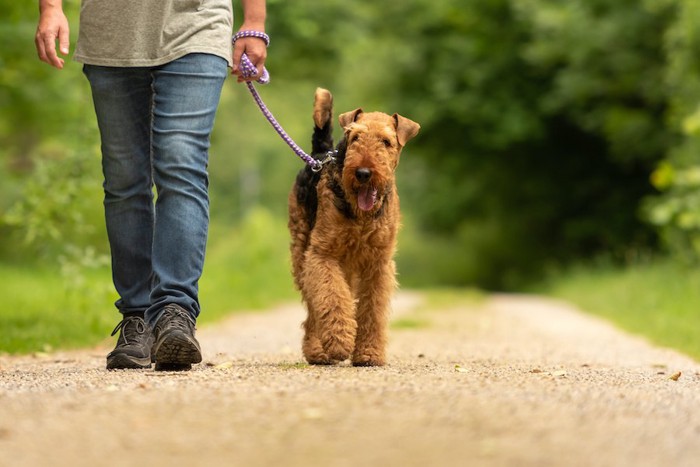 飼い主と散歩をする犬