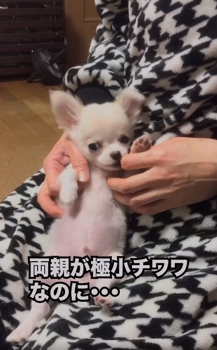 子犬のこめくん2