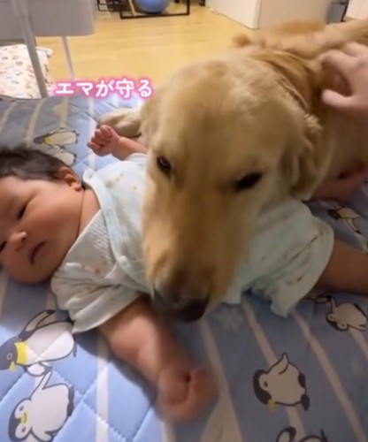 赤ちゃんのお腹にアゴを乗せる犬