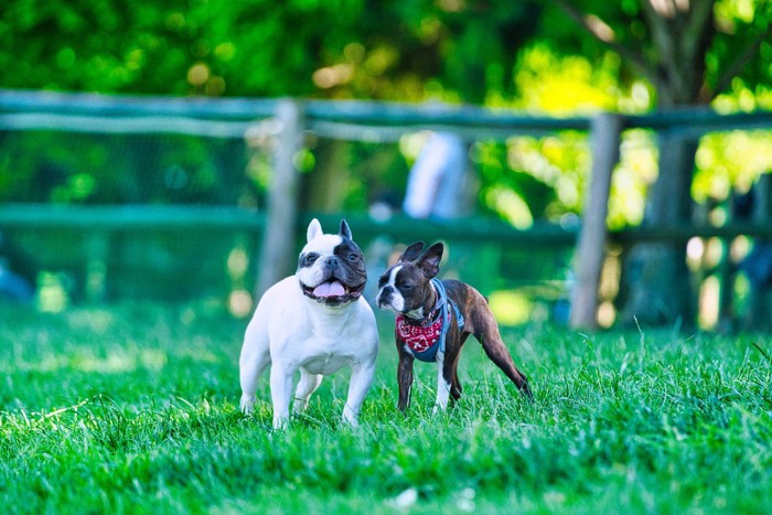 ドッグランにいる2頭の犬