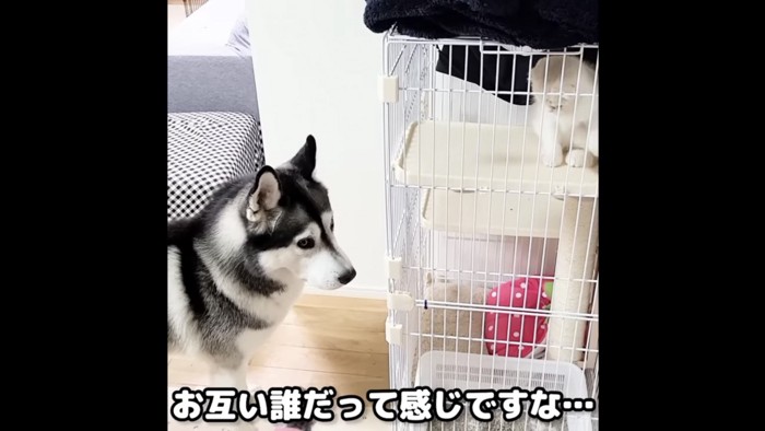 ケージの中の子猫を訝しげに見るハスキー犬