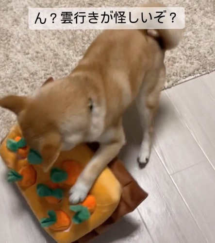 おもちゃを運ぶ犬