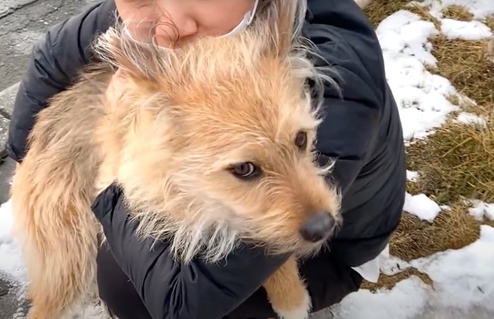 抱っこされる犬