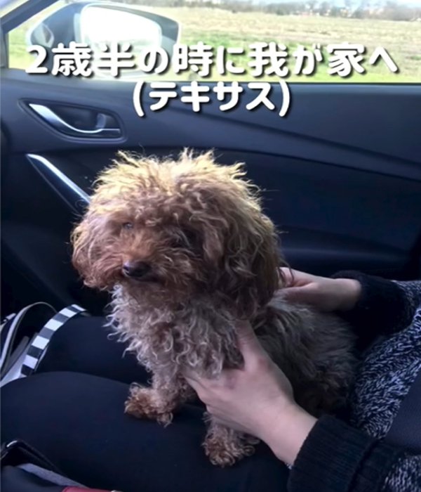 車に乗る犬