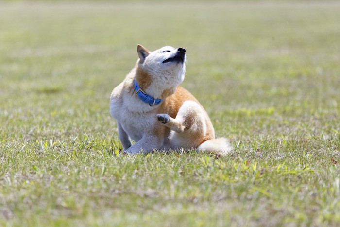 後ろ足で体を掻く柴犬