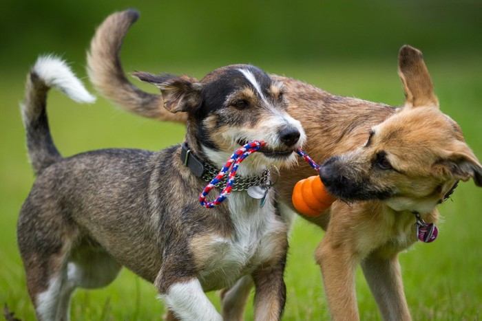 1つのおもちゃをくわえる2匹の犬