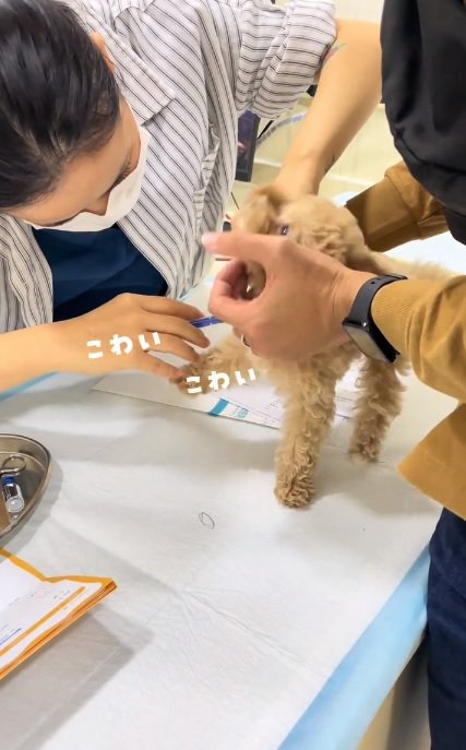 暴れるこむぎくん