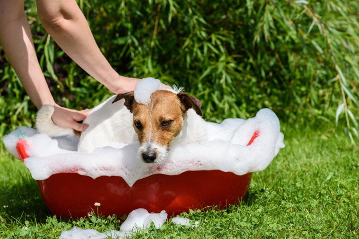 シャンプーされる犬