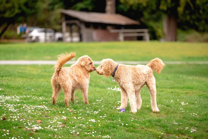 芝生の上で鼻を合わせる2頭の犬