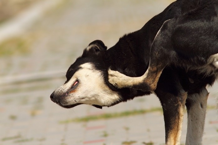 皮膚を掻いている犬