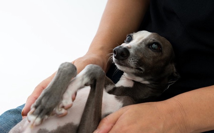 飼い主の足の上に乗っている犬