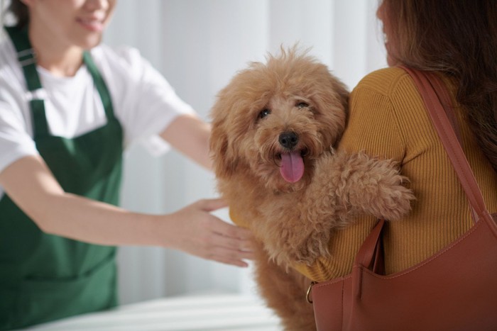 トリミングサロンの受付で引き渡される犬