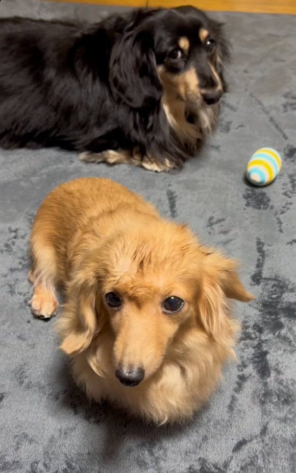 ピースちゃんとお殿くん