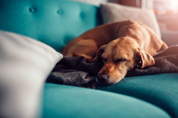 ソファで眠る犬