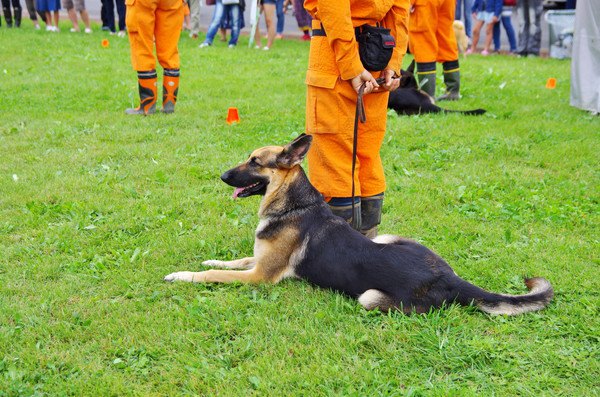 訓練されている犬