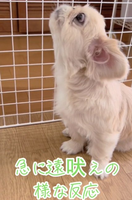 遠吠えするちぷちゃん