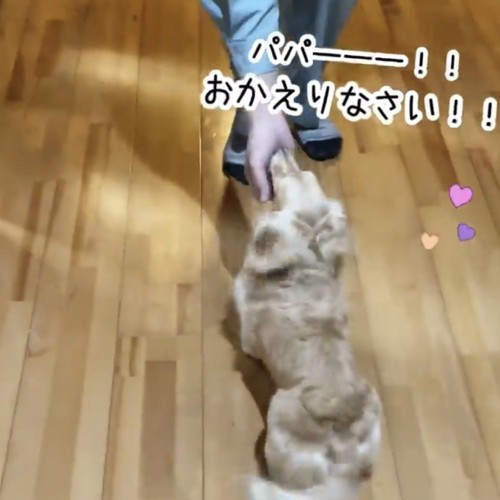 パパに顎下を撫でられるダックス