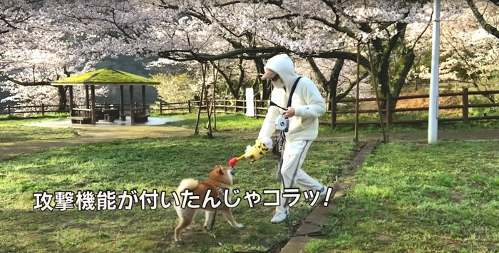 キリンのぬいぐるみと柴犬