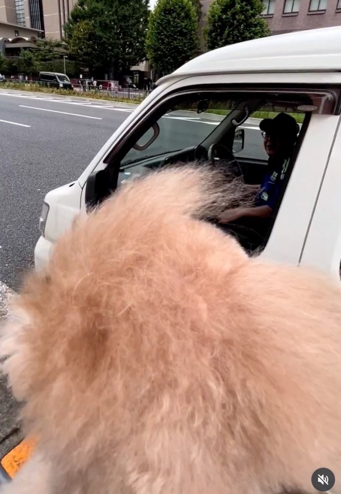 見送る犬