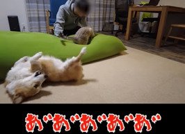 ヘソ天する犬