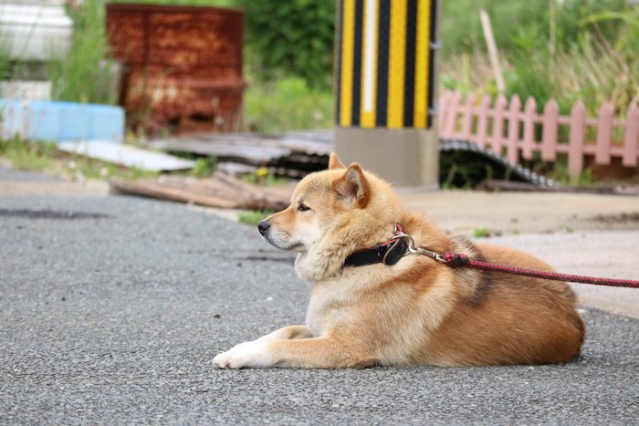 外でリードで繋がれた柴犬