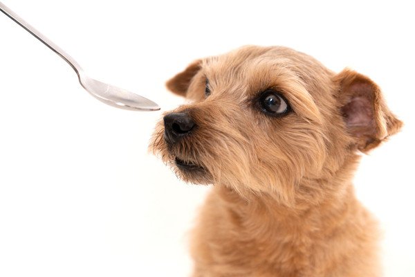 犬にヤクルトを飲ませる方法