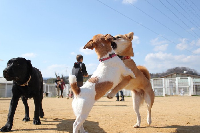 ドッグランで遊ぶ犬