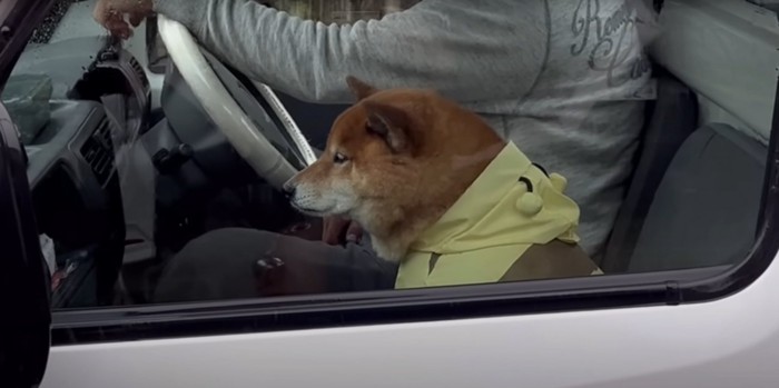 哀愁漂う横顔で車の助手席に乗る柴犬