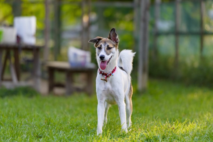 ドッグランに立つ犬