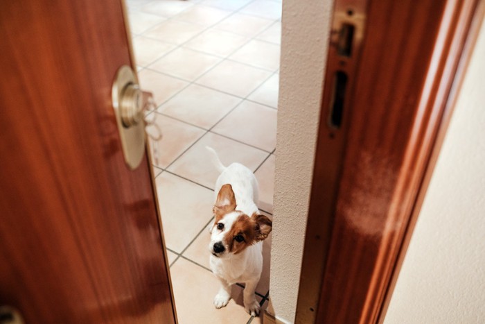 ドアからのぞいている犬