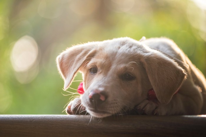 伏せをする垂れ耳の子犬