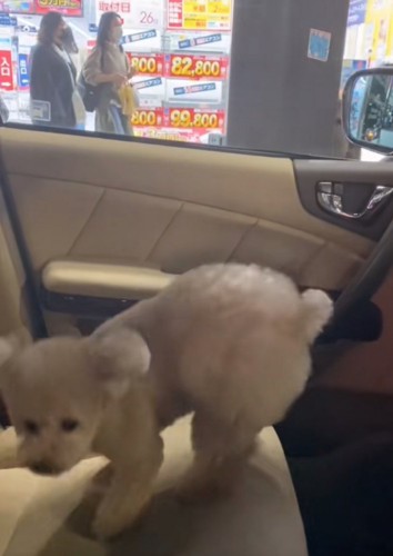 振り返る犬