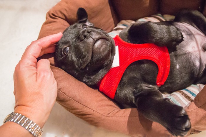 仰向けで寝転んでいる犬を触ろうとする人の手