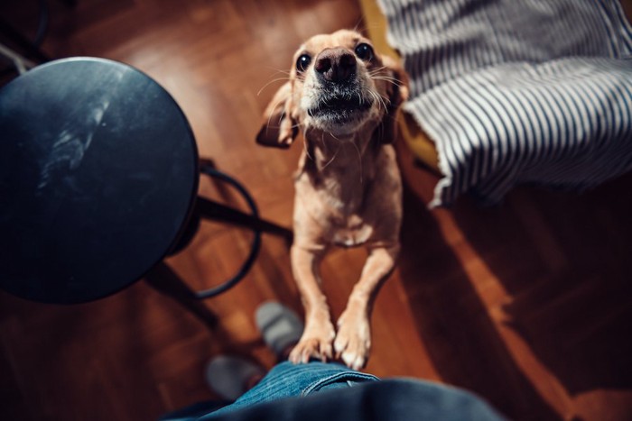 飼い主の足に飛びついている犬