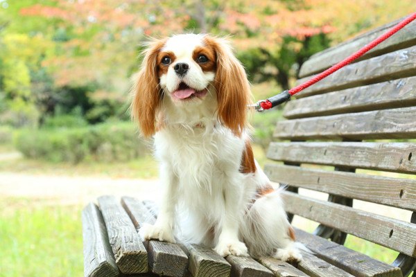 椅子の上にいるキャバリア