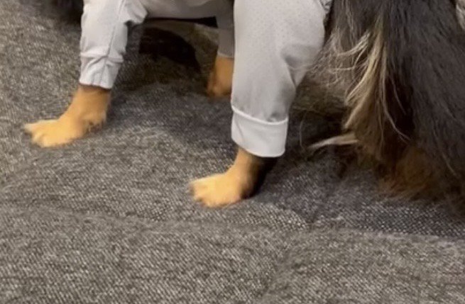 洋服を着てソファに立つ犬の足