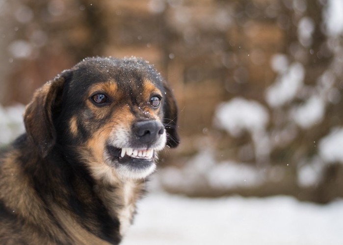 怒る犬