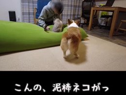 猫に吠える犬