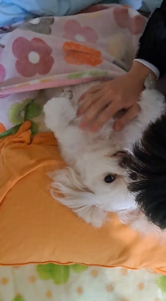 男の子に撫でられながらカメラを見上げる犬